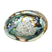 coquillageabalone-removebg-preview